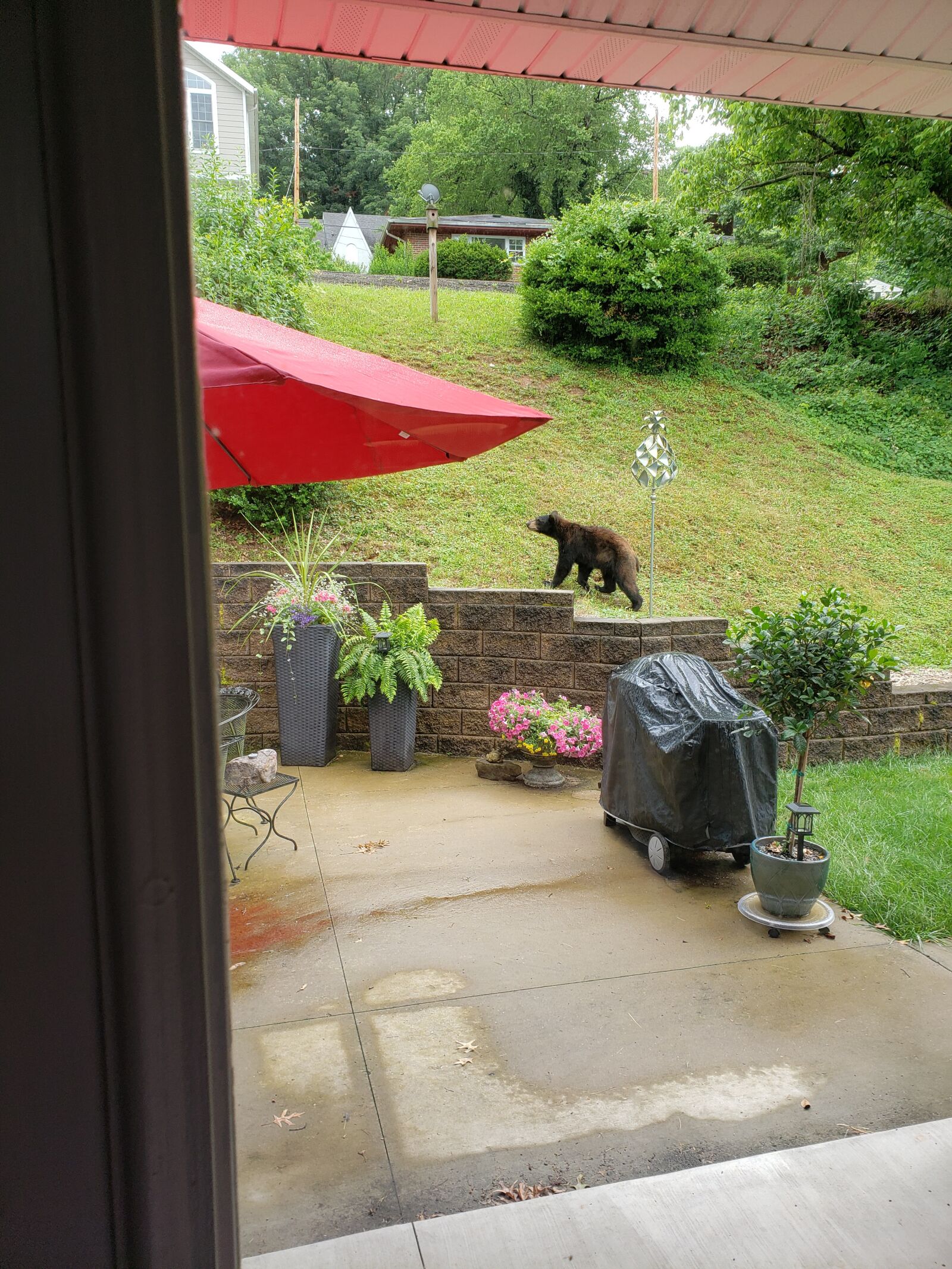 Samsung Galaxy Note9 sample photo. Black bear, bear in photography