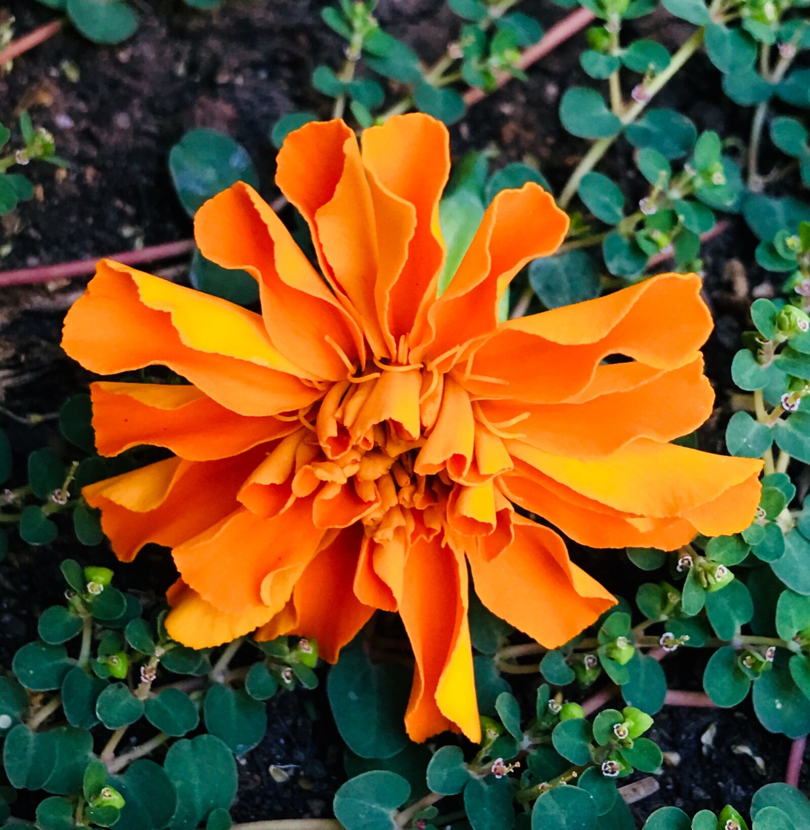 Apple iPhone 6s Plus sample photo. Orange flower, petals orange photography