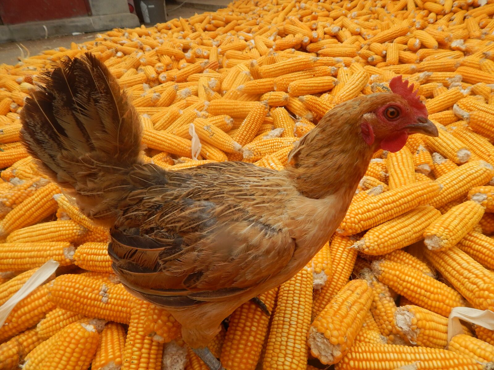 Nikon Coolpix L820 sample photo. Chicken, in rural areas photography