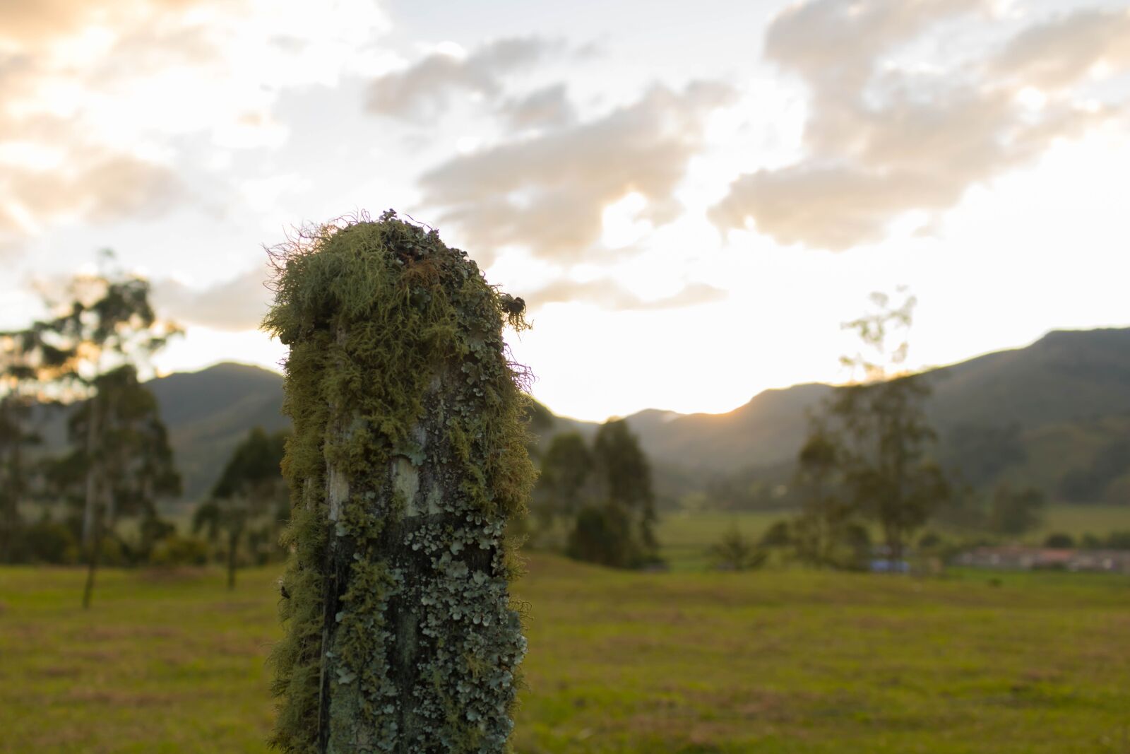 Canon EOS 750D (EOS Rebel T6i / EOS Kiss X8i) sample photo. Post, mountain, moss photography