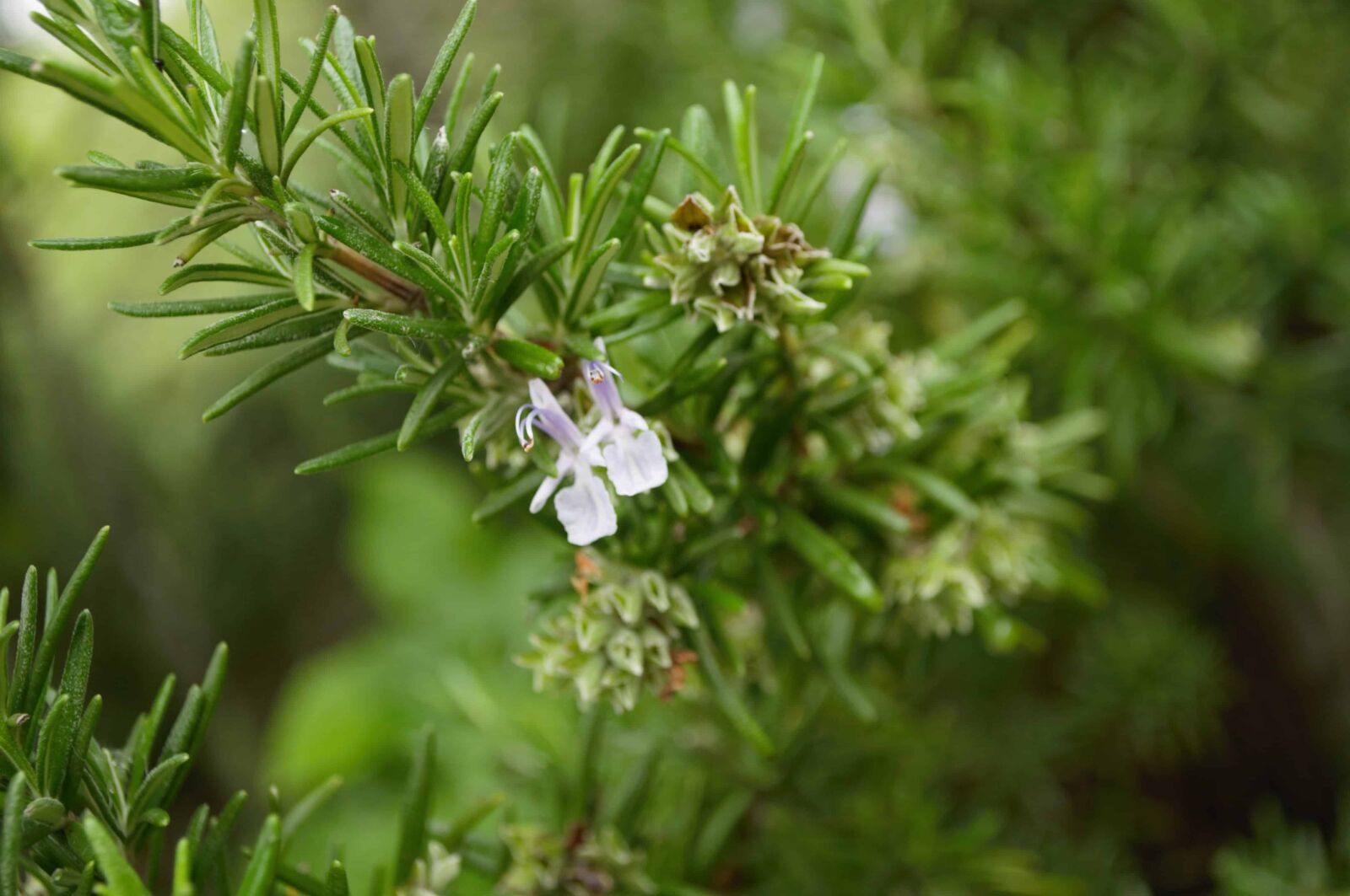 Nikon D5000 sample photo. Branch, pine tree, nature photography