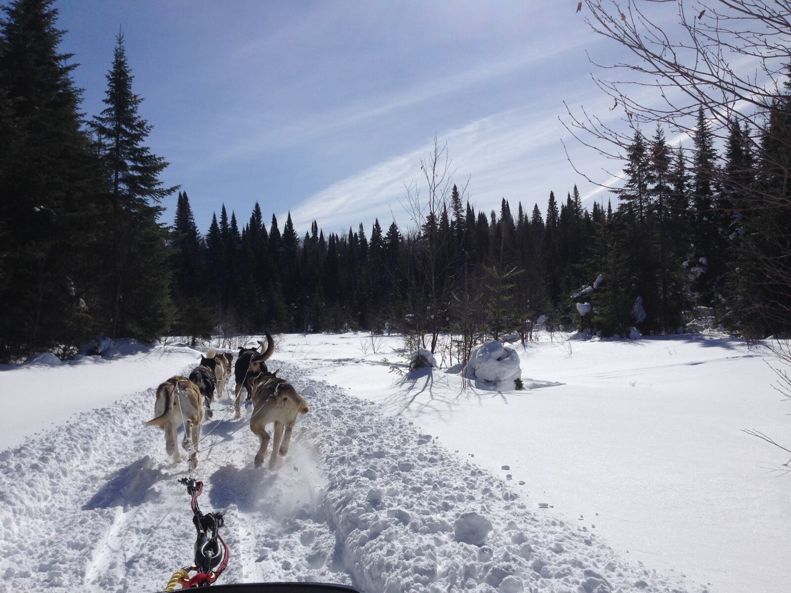 Apple iPhone 5 sample photo. Winter, dog sledding, husky photography