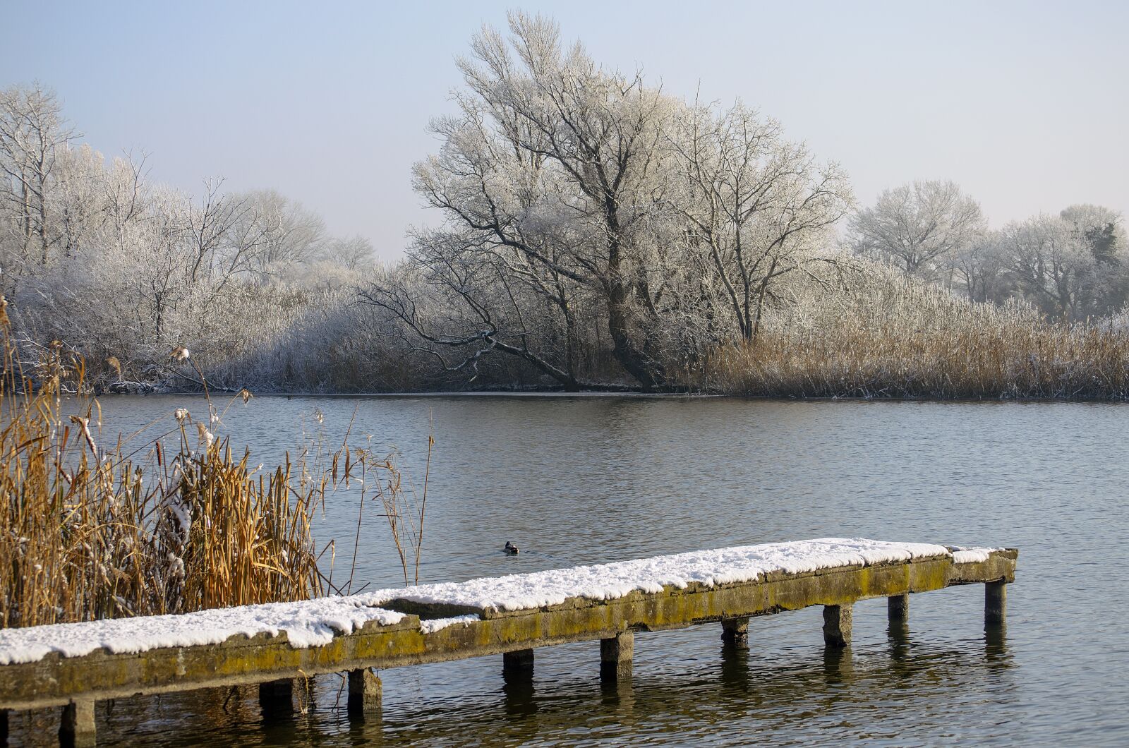 Nikon D5100 sample photo. Winter, cold, nature photography