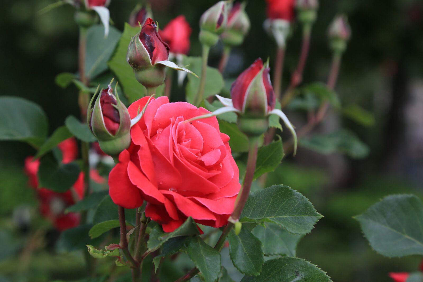 Canon EF 24-105mm F4L IS USM sample photo. Rose, nature, red photography