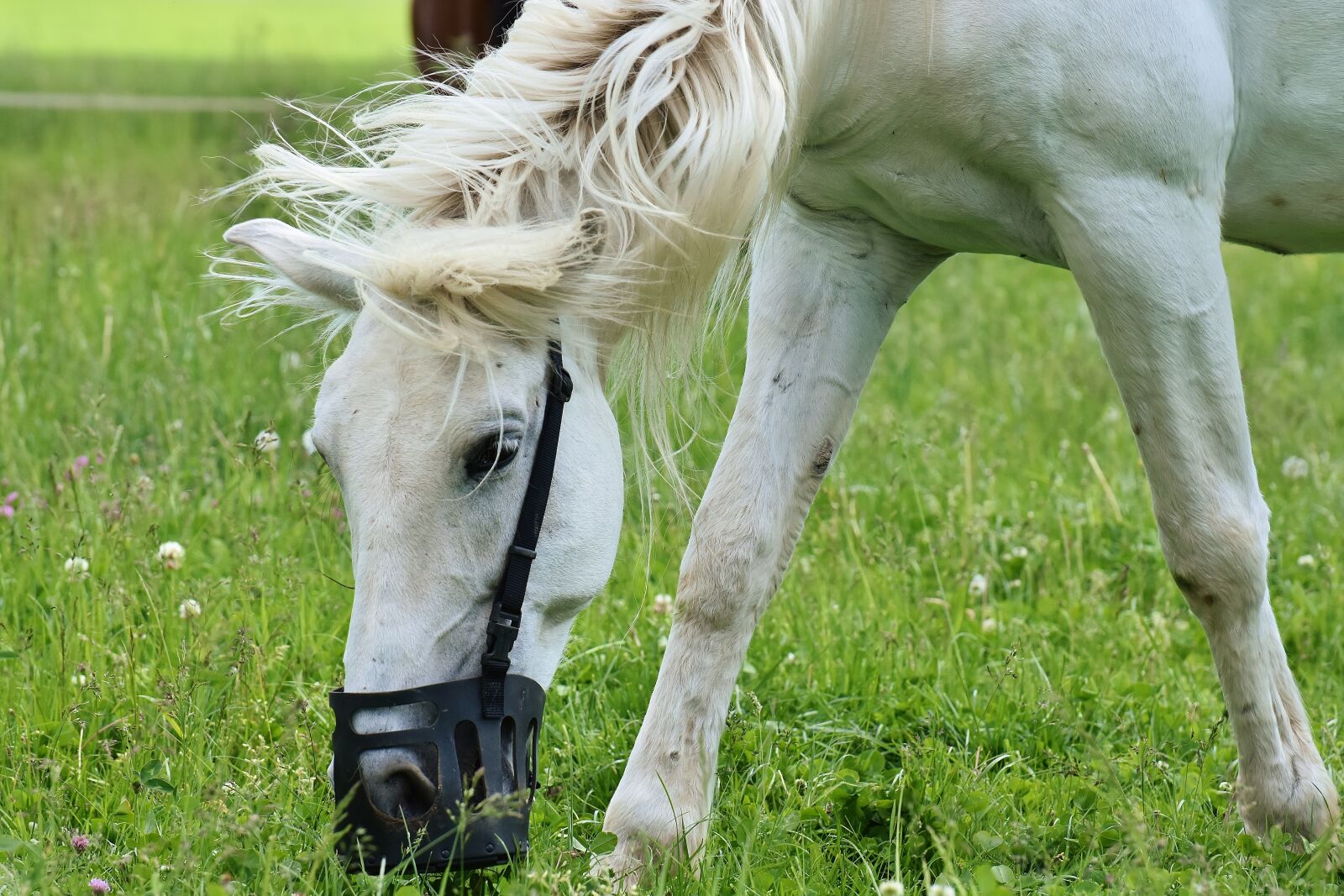 Nikon D7200 sample photo. Mold, horses, romp photography