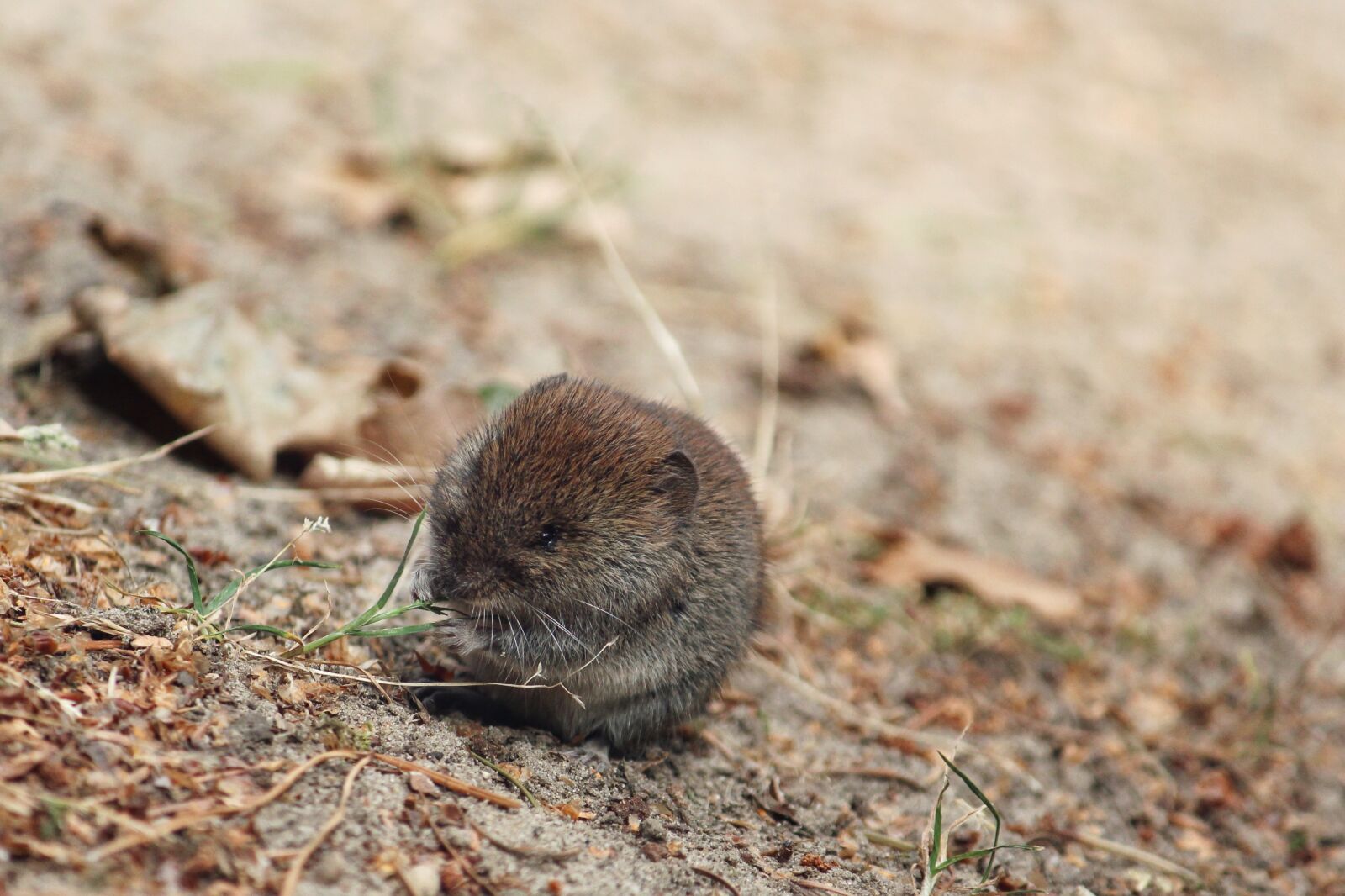 Canon EOS 1200D (EOS Rebel T5 / EOS Kiss X70 / EOS Hi) sample photo. Mouse, field mouse, sweet photography
