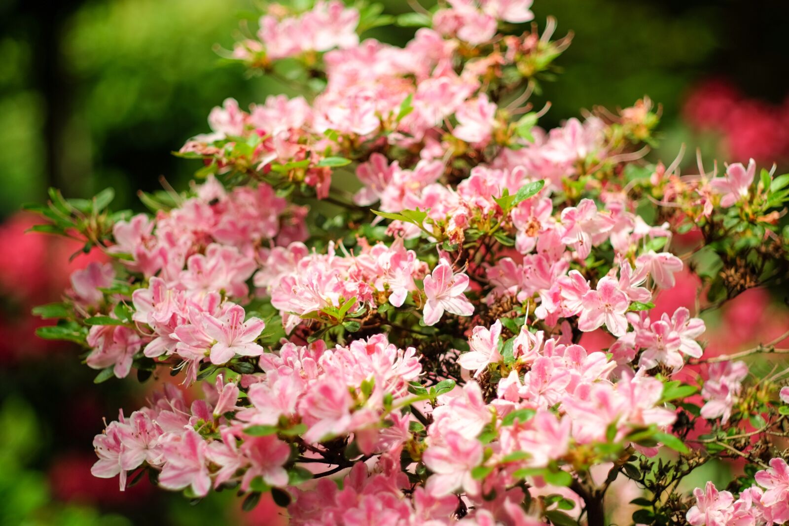 Fujifilm X-T10 sample photo. Japanese garden, wroc aw photography