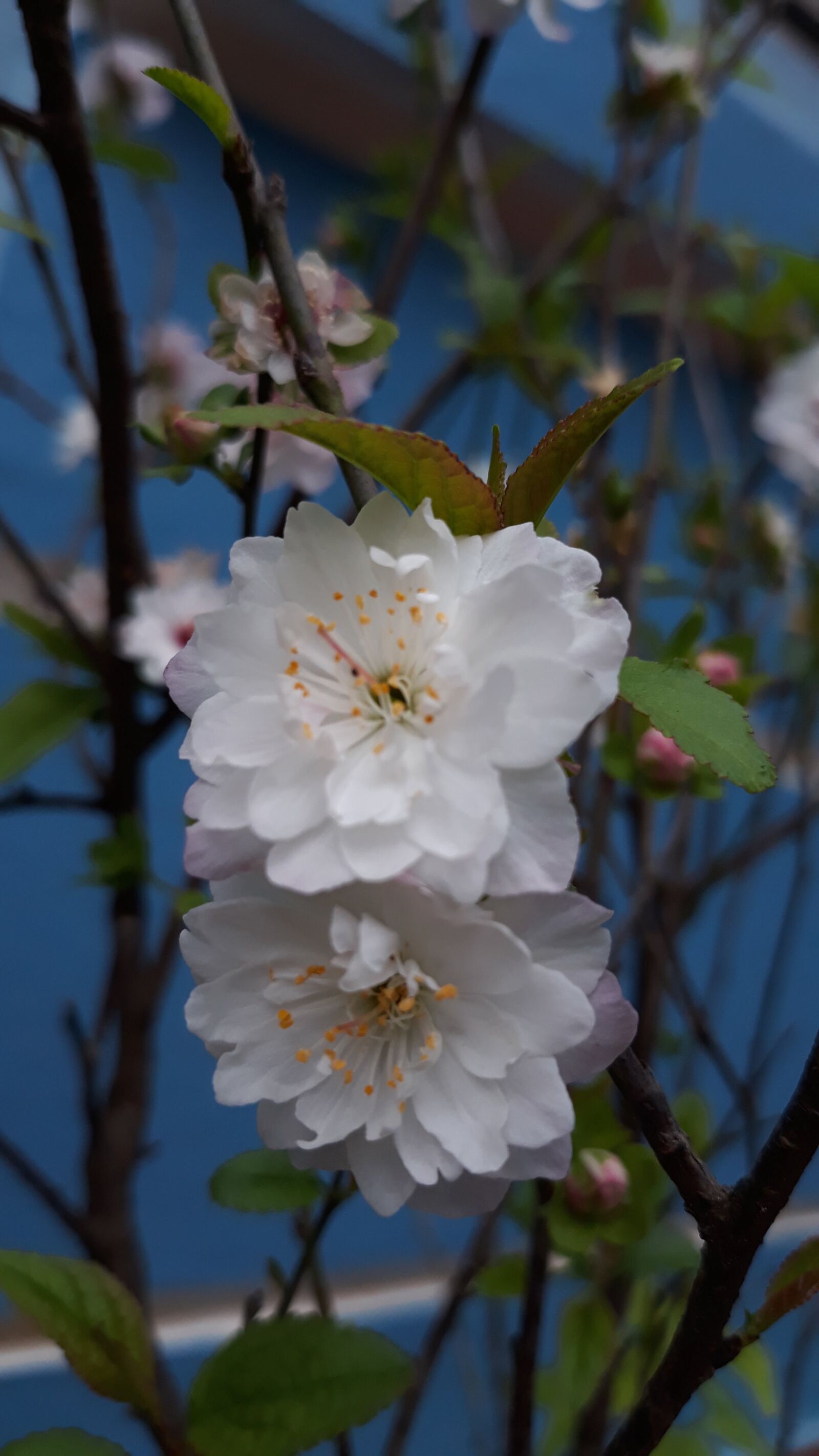 Samsung Galaxy J7 Pro sample photo. Apricot flowers, hoa, white photography