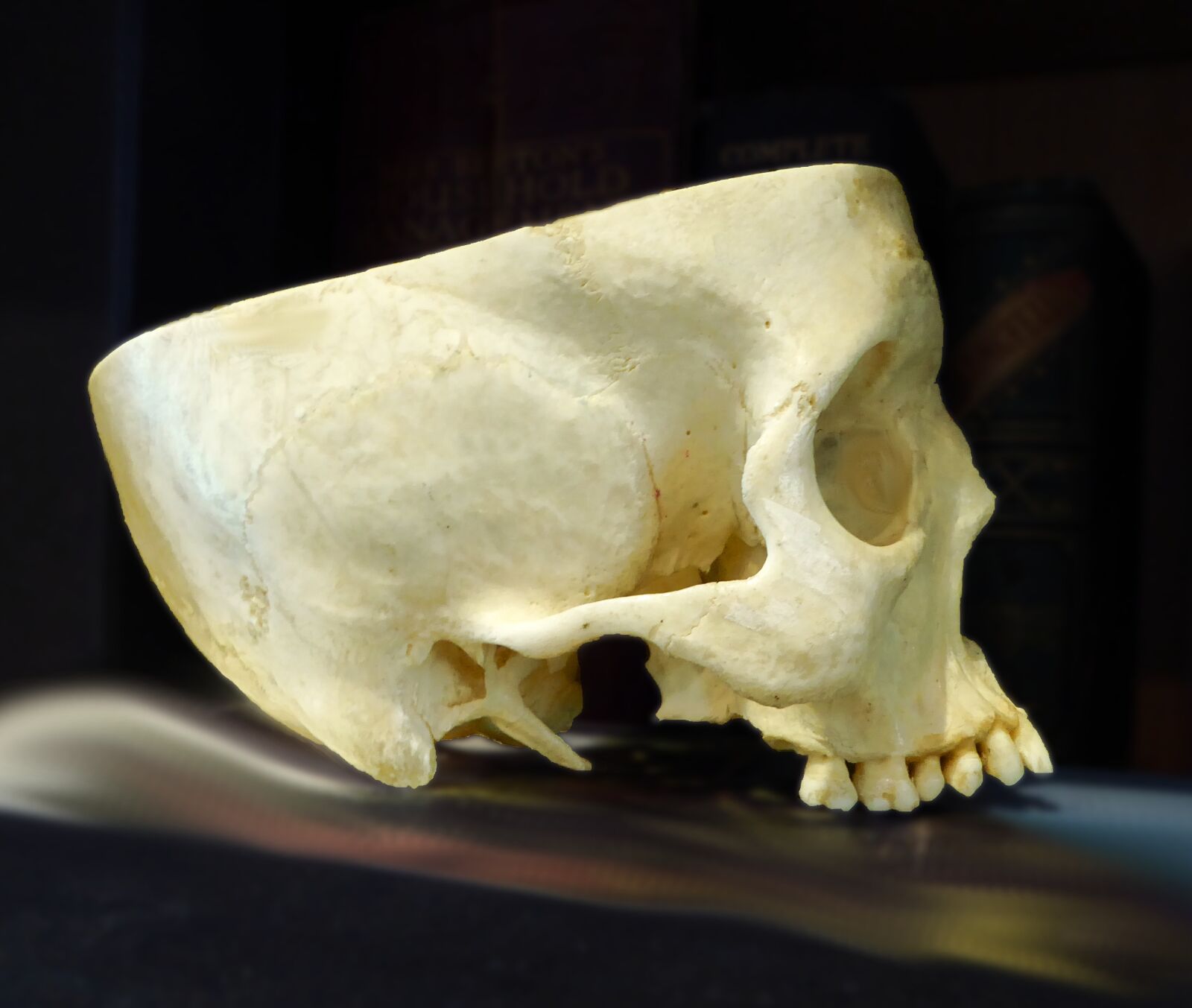 Panasonic Lumix DMC-ZS50 (Lumix DMC-TZ70) sample photo. Skull, anatomy, cranium photography