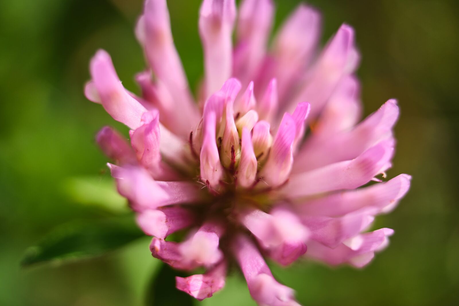 Fujifilm XF 18-55mm F2.8-4 R LM OIS sample photo. Klee, blossom, bloom photography