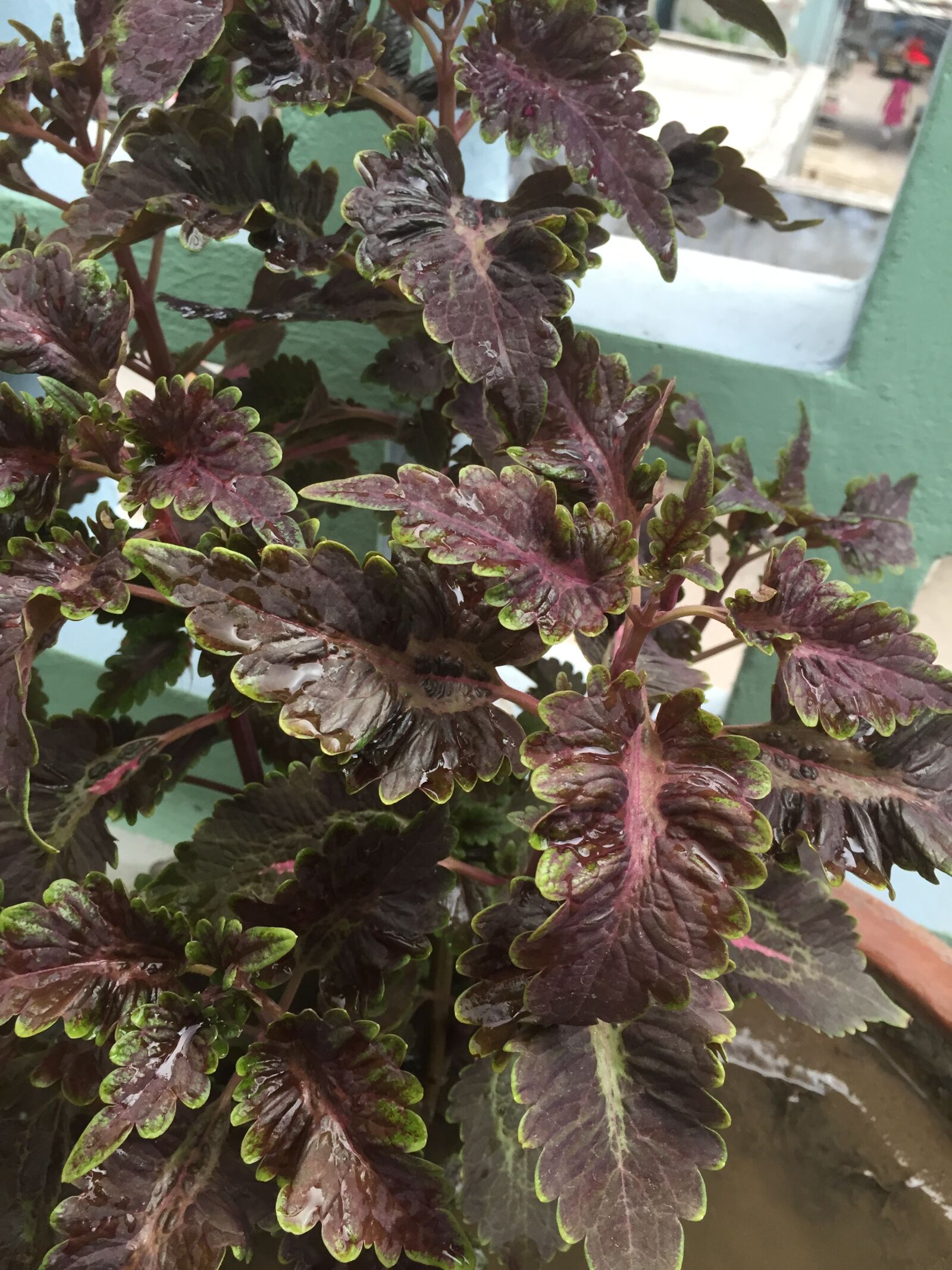 Apple iPhone 6 sample photo. Plant photography