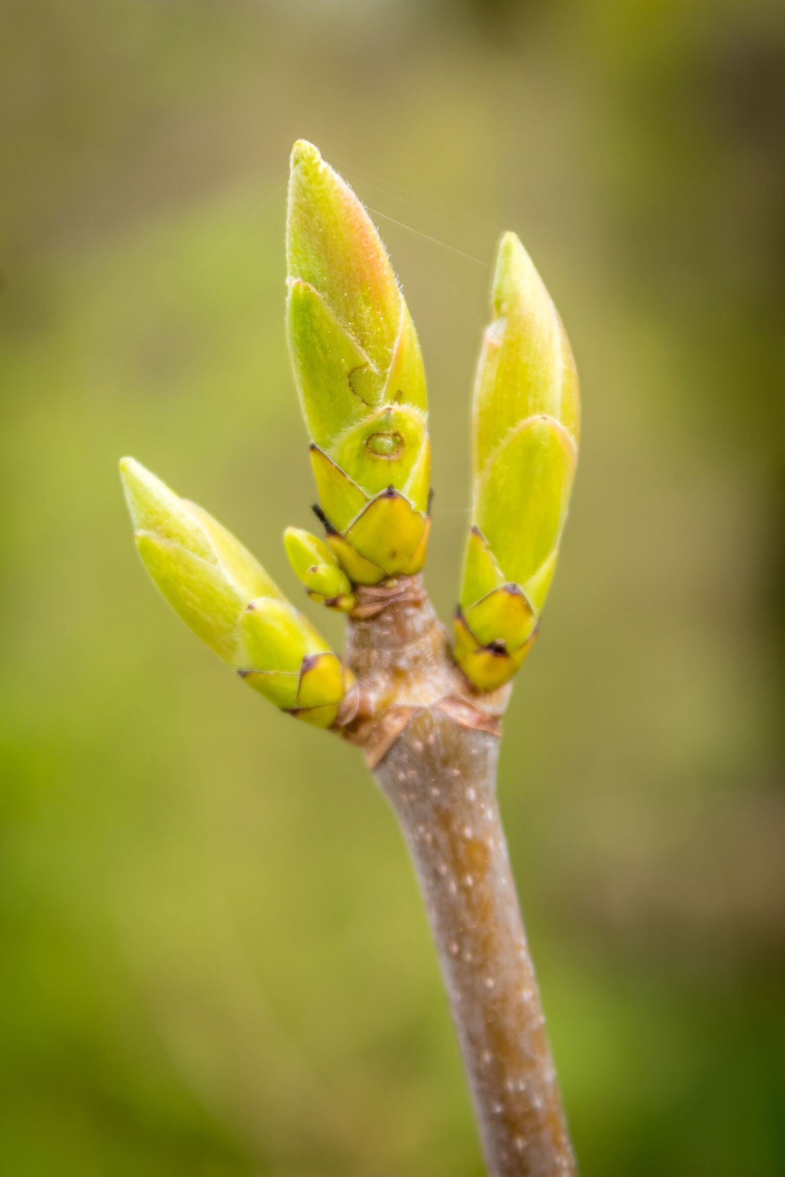Canon EOS 1300D (EOS Rebel T6 / EOS Kiss X80) sample photo. Leaf bud, leaf, foliation photography