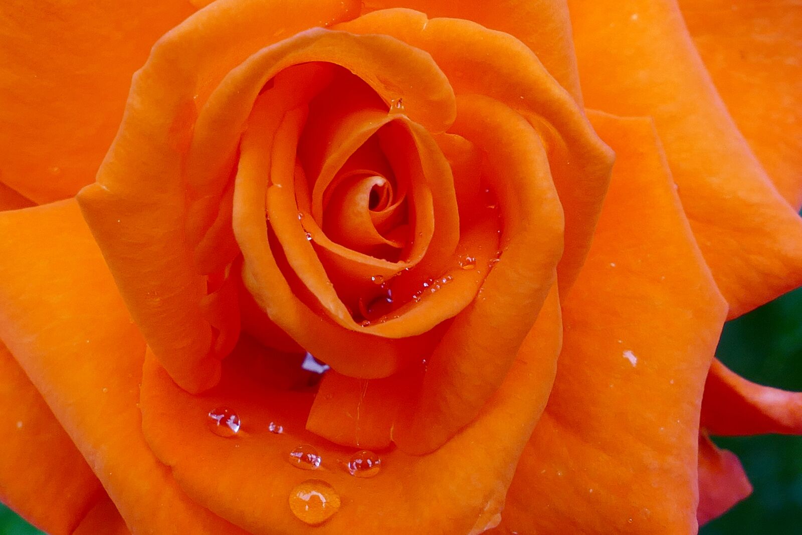 Panasonic Lumix DMC-FZ1000 sample photo. Rose, detail, the flower photography