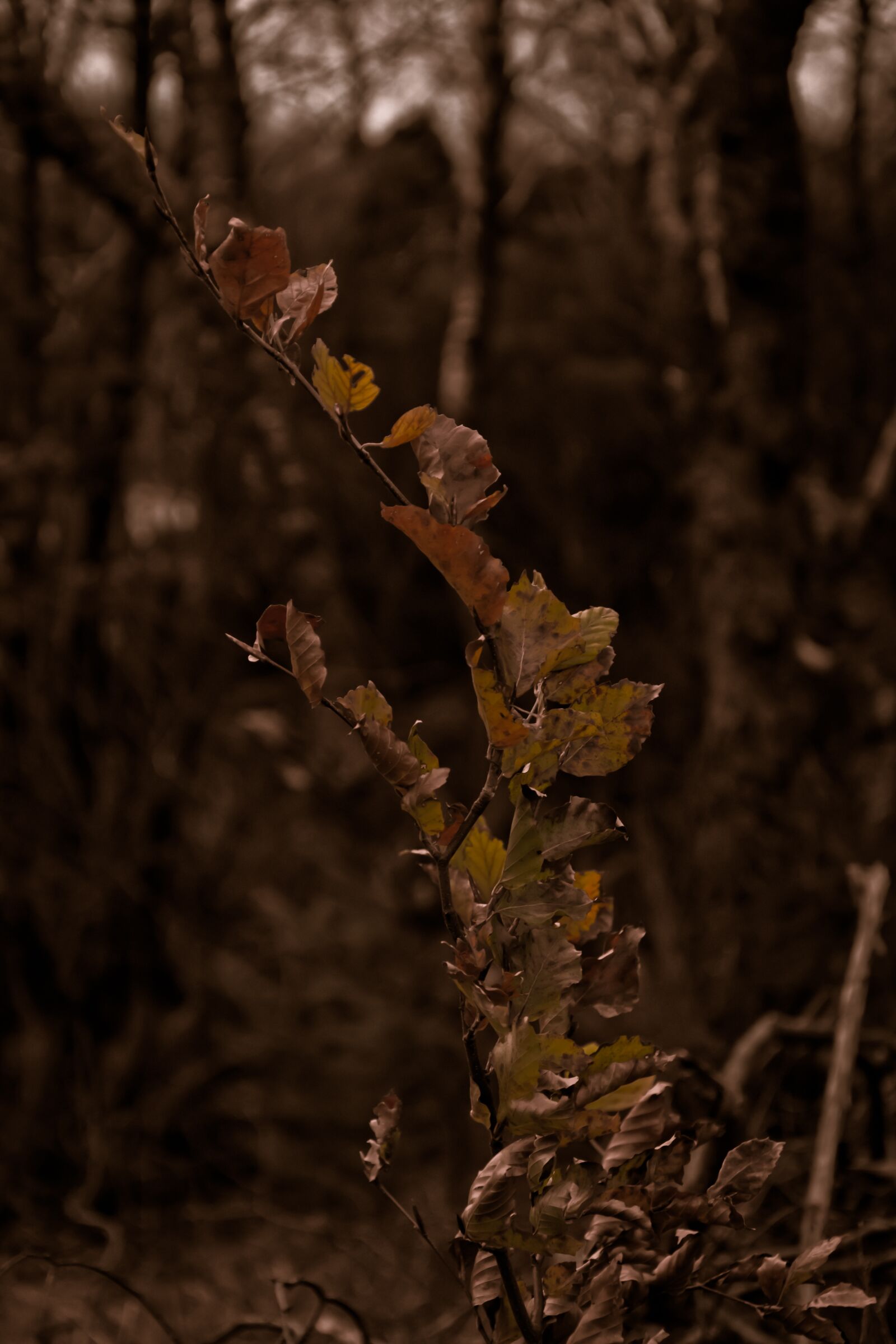 Nikon D3300 sample photo. Tree, old, vintage photography