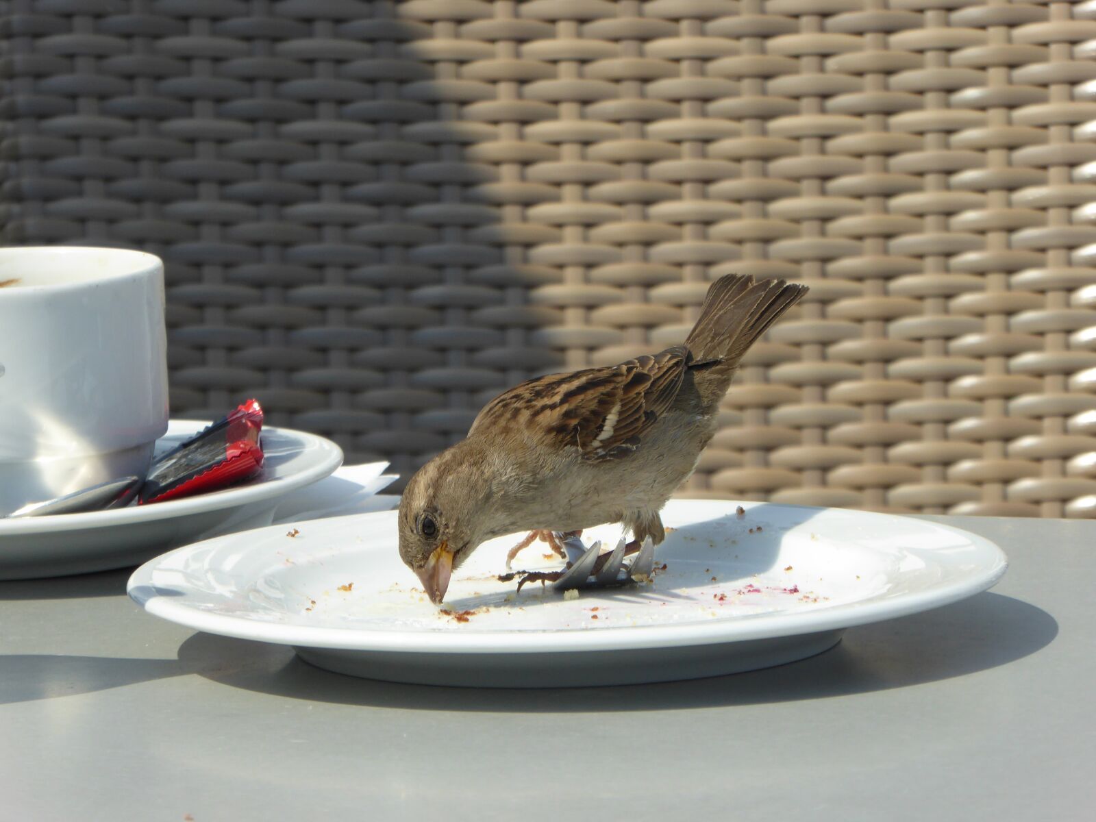 Panasonic DMC-TZ61 sample photo. Sparrow, plate, coffee photography