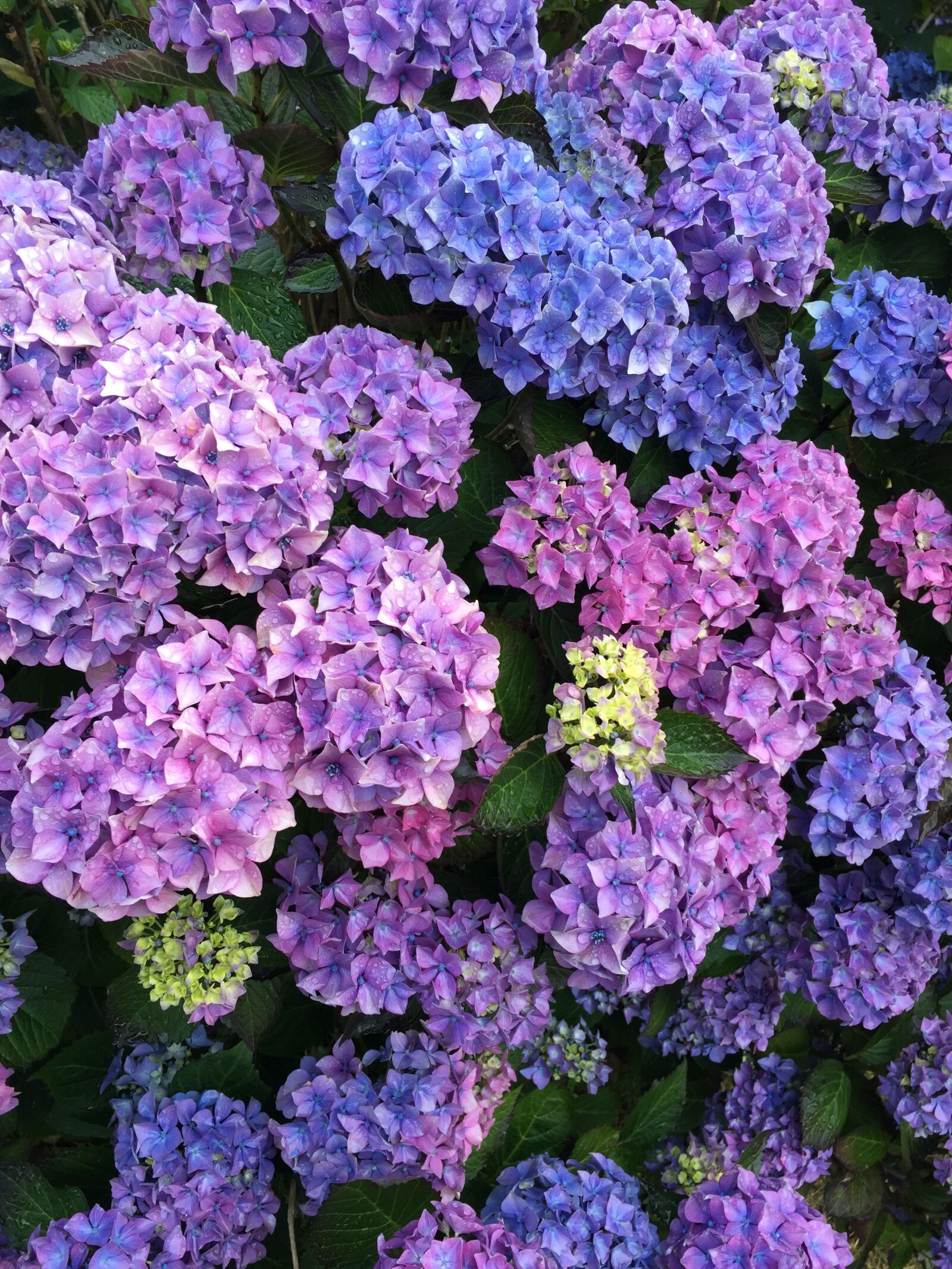 iPhone 6 Plus back camera 4.15mm f/2.2 sample photo. Blue, flowers, purple photography