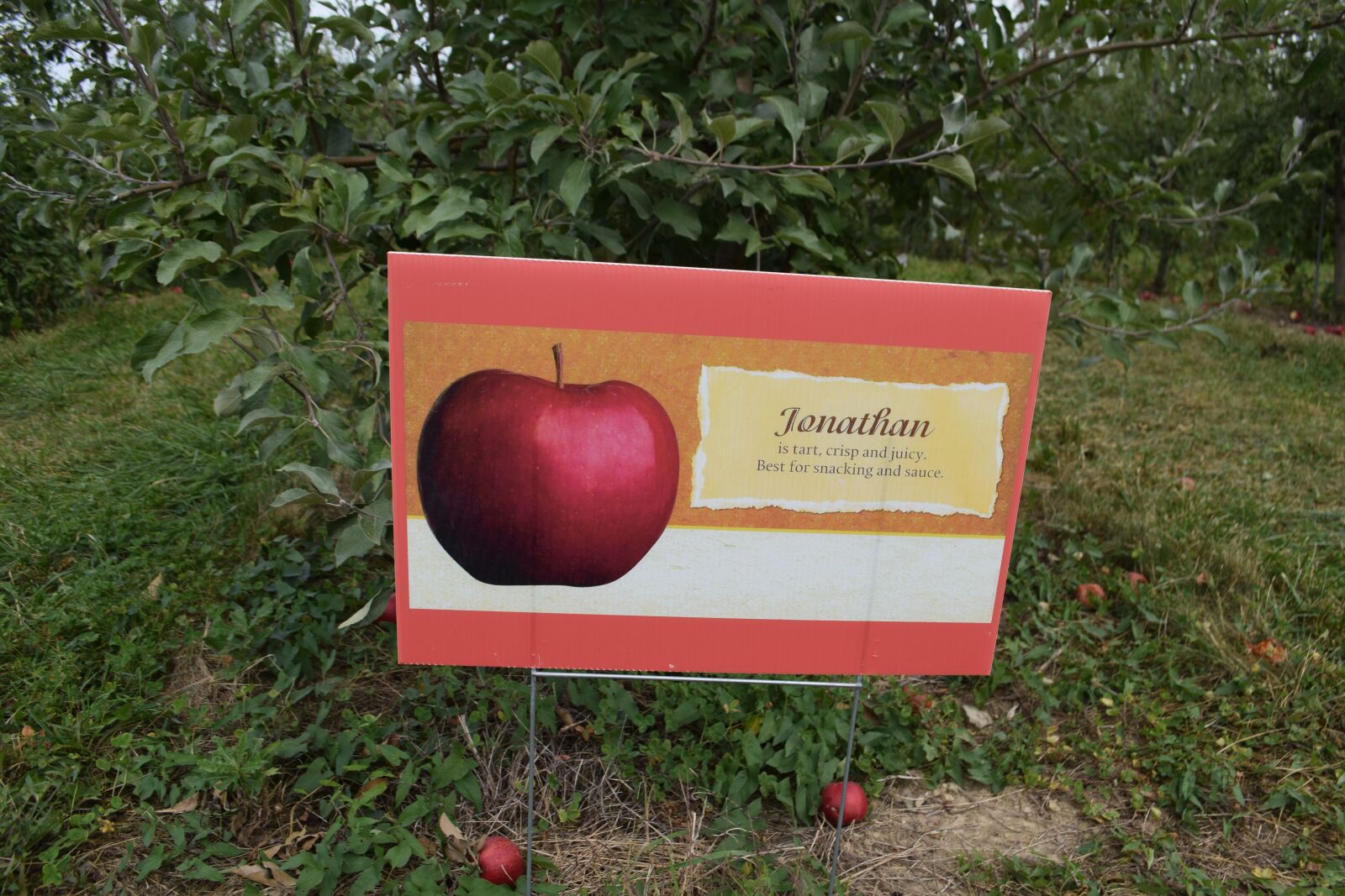 Nikon D3300 sample photo. Jonathan, apple, sign photography