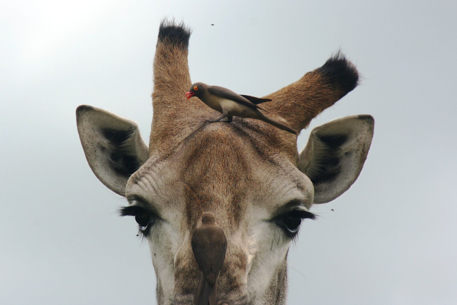 Canon EOS 400D (EOS Digital Rebel XTi / EOS Kiss Digital X) sample photo. Giraffe, oxpeckers, forehead photography