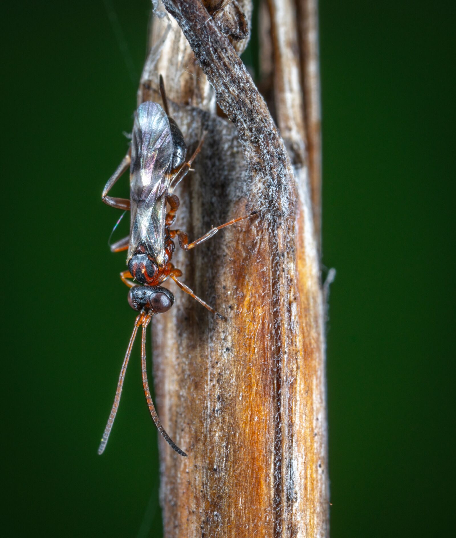 #124 65/2.8 sample photo. Macro, insect photography