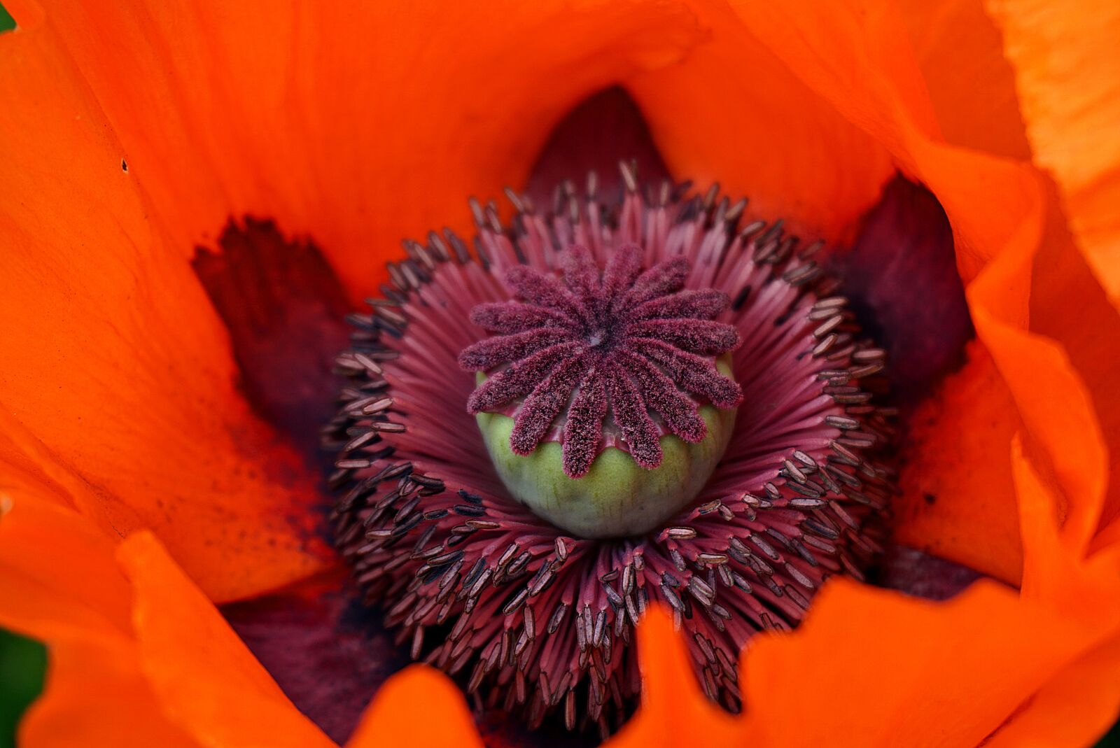 Sony a6000 sample photo. Poppy, flower, red photography