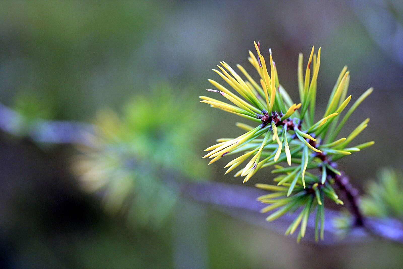 Canon EOS 40D sample photo. Branch, spruce, fir tree photography