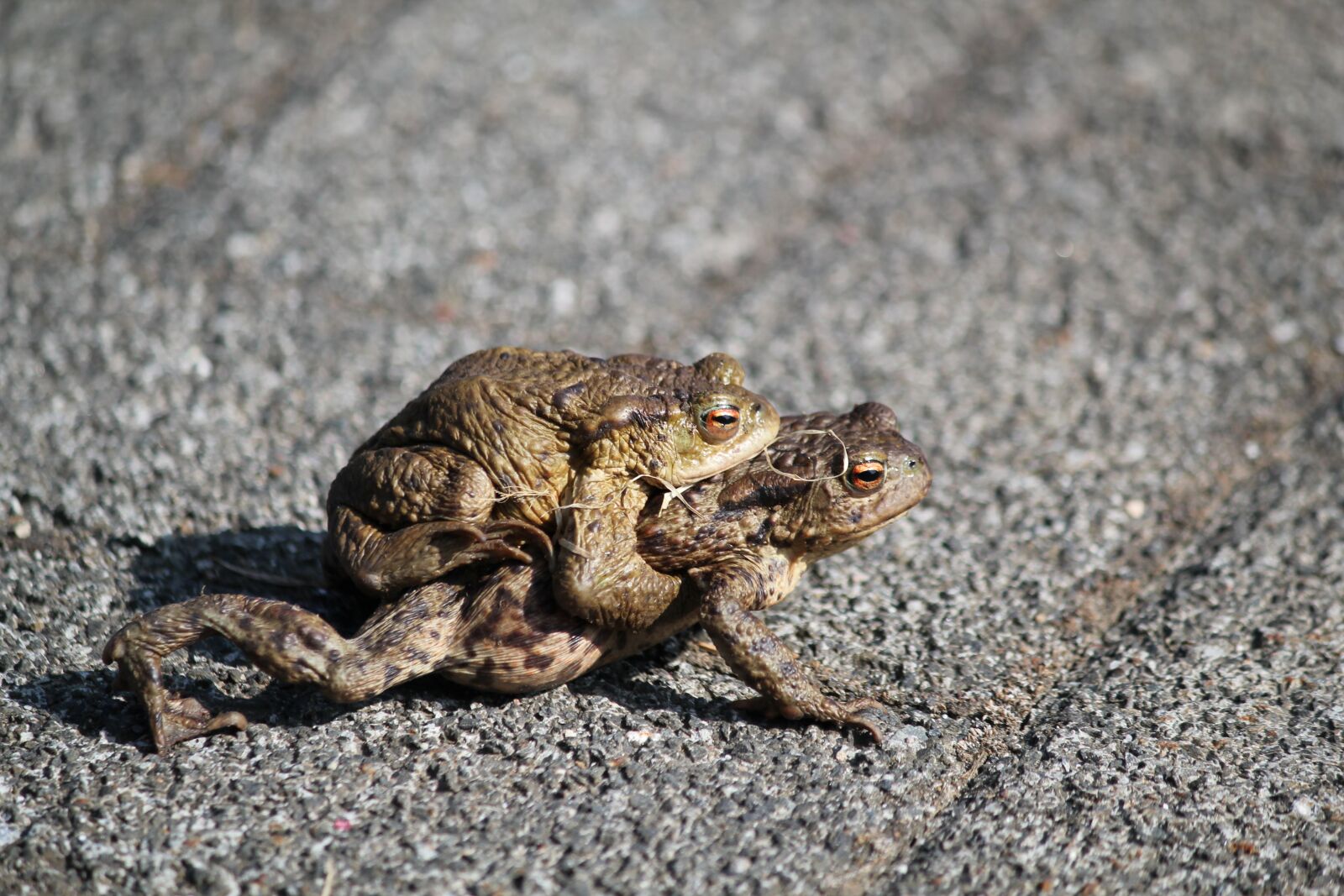 Canon EOS 550D (EOS Rebel T2i / EOS Kiss X4) sample photo. Toads, pair, amphibians photography