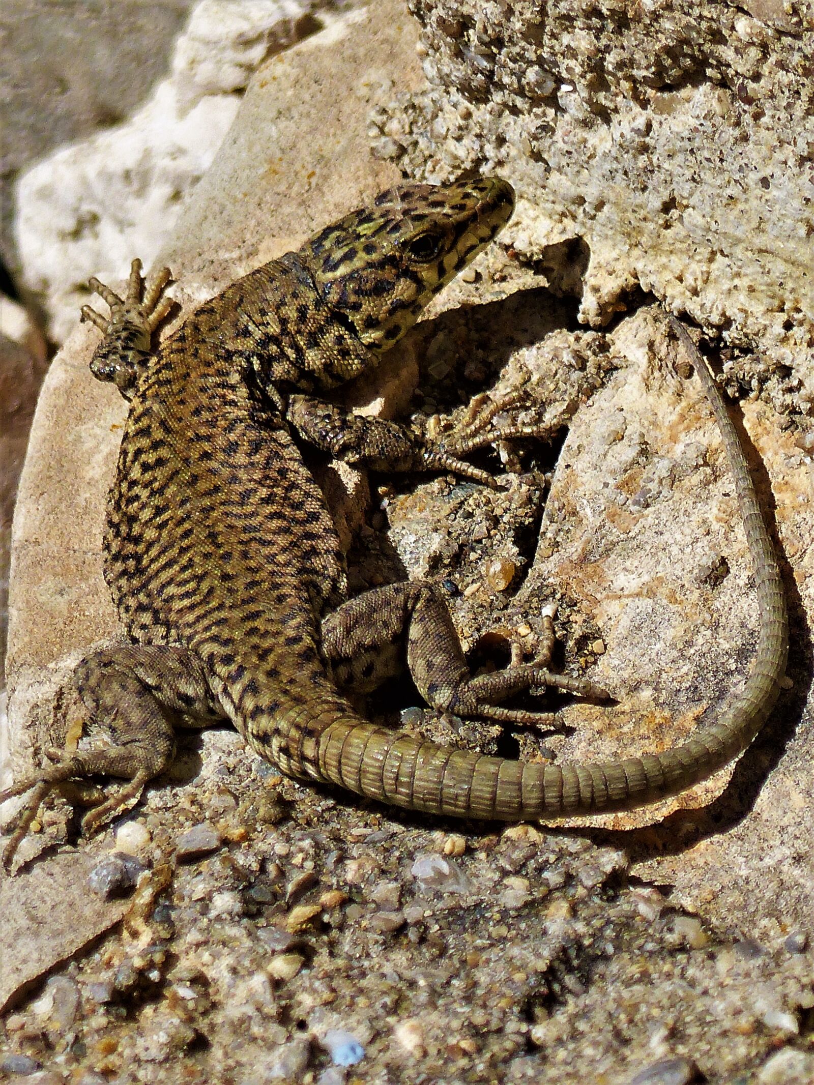 Panasonic Lumix DMC-FZ200 sample photo. Nature, reptile, animal photography