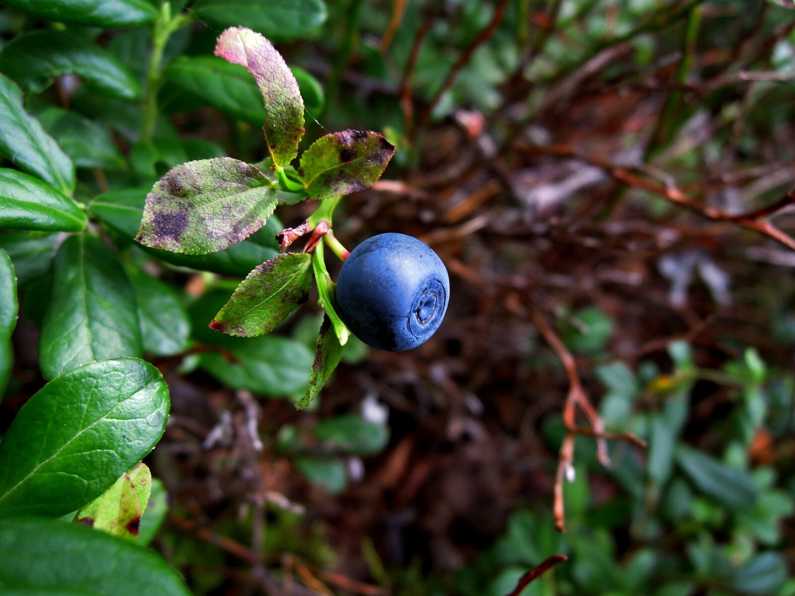 Nikon Coolpix P300 sample photo. Blueberry, berry, wild berry photography