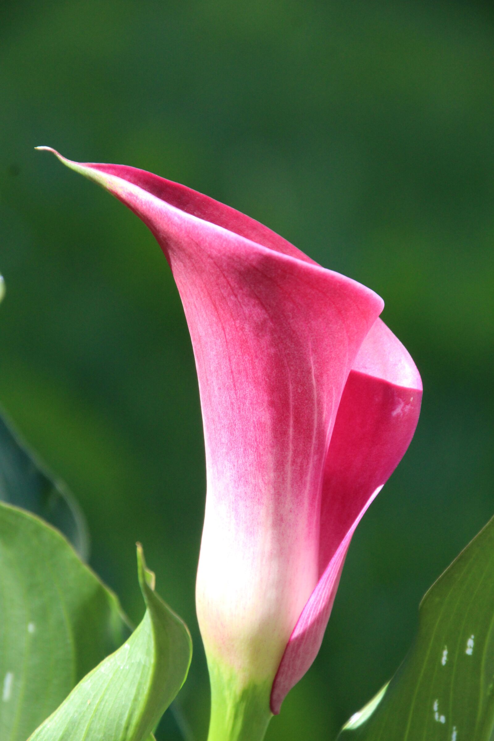 Canon EOS 1200D (EOS Rebel T5 / EOS Kiss X70 / EOS Hi) sample photo. Flower, funnel, funnel flower photography