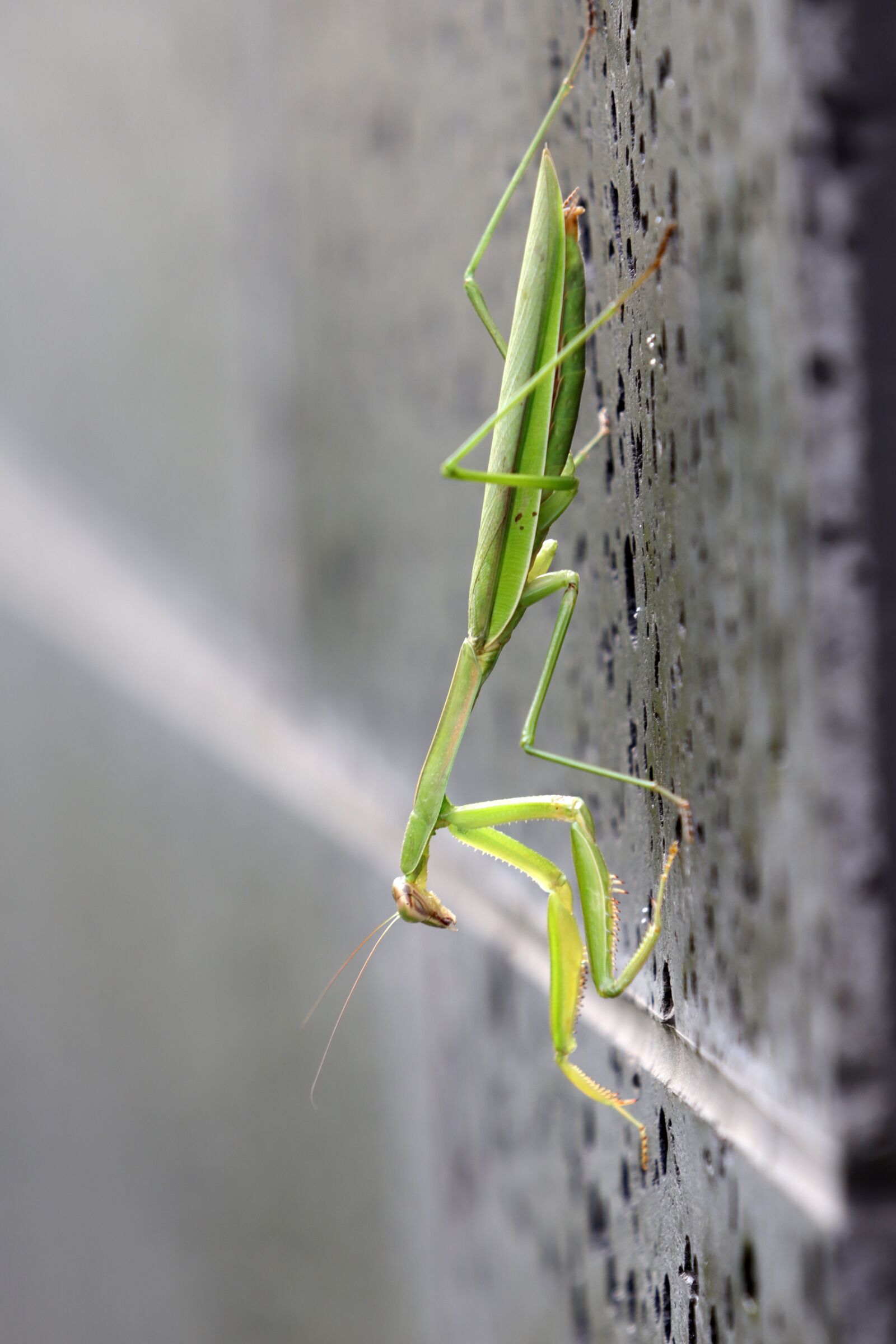 Canon EF 70-200mm F2.8L USM sample photo. Mantis, insects, nature photography