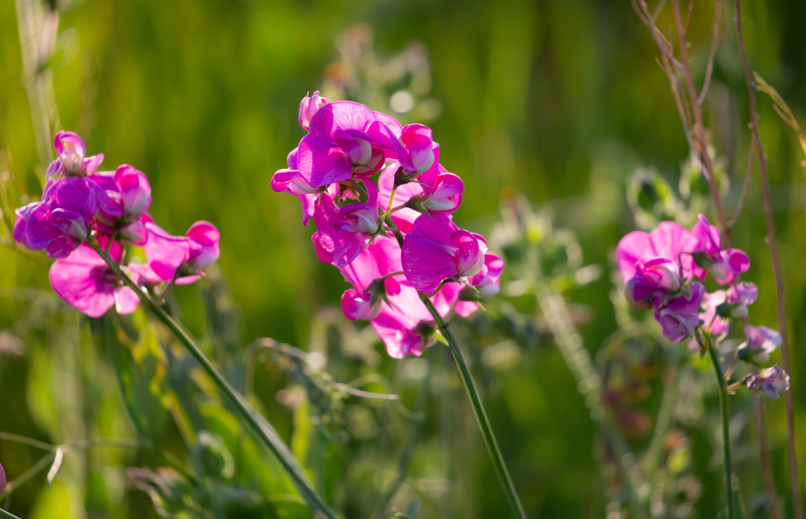 Canon EOS 5D Mark III sample photo. Sweet peas, wild flowers photography