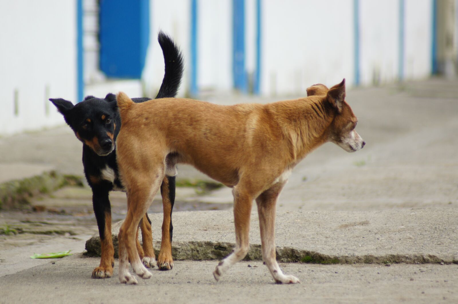 Sony SLT-A55 (SLT-A55V) sample photo. Animals, of the, field photography
