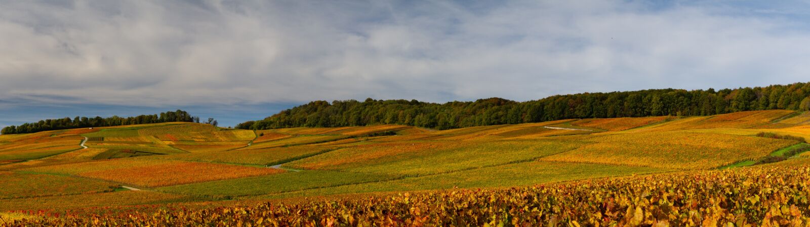 Canon EOS 7D sample photo. Vignoble, champagne, automne photography