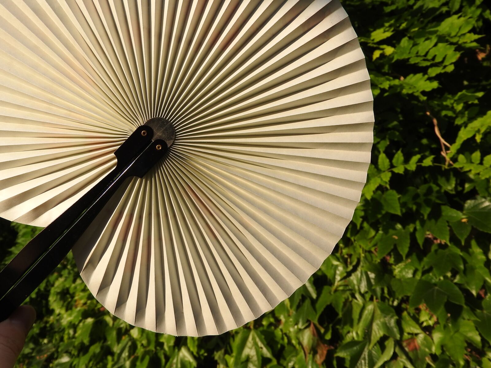 Nikon Coolpix P610 sample photo. Fan, detail, doplňky photography