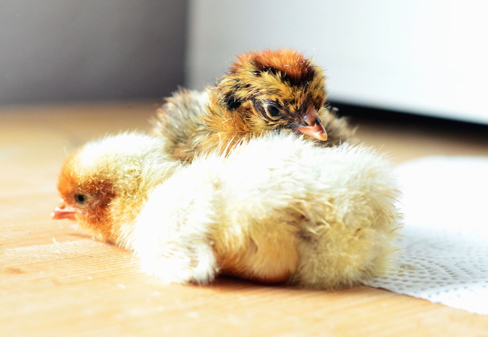 Nikon D5100 sample photo. Chicken, feather, table, animal photography