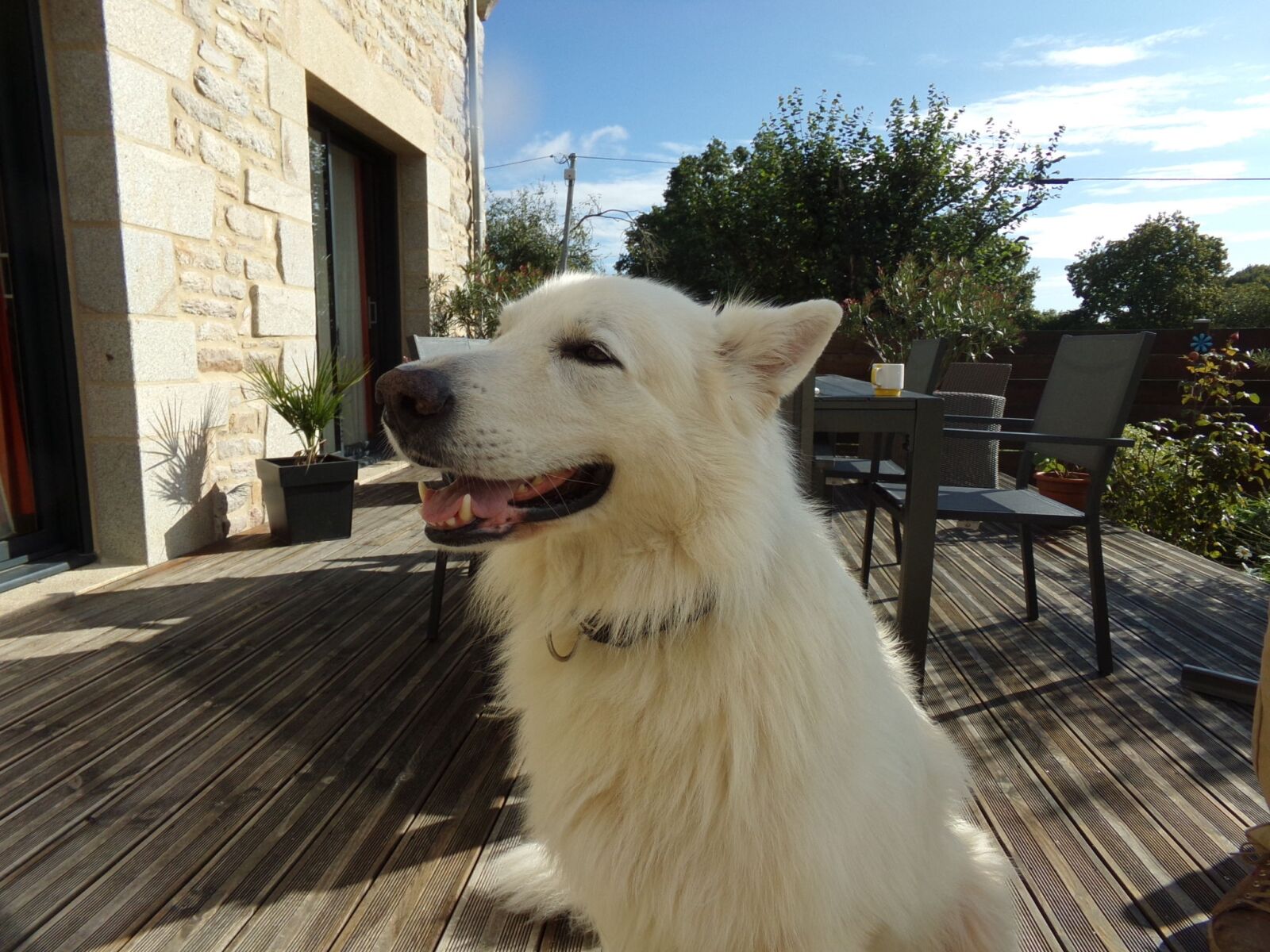 Kodak PIXPRO AZ251 sample photo. Swiss white shepherd, white photography