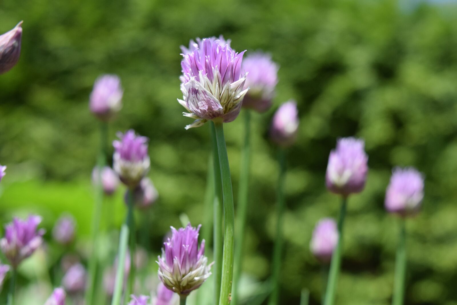 Nikon D3300 sample photo. Chives, blossom, bloom photography