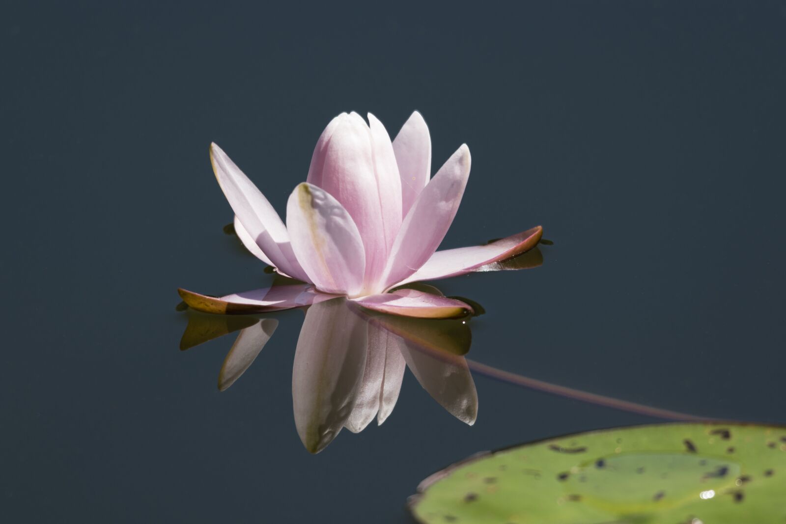 Nikon D5600 sample photo. Water lily, flower, nature photography