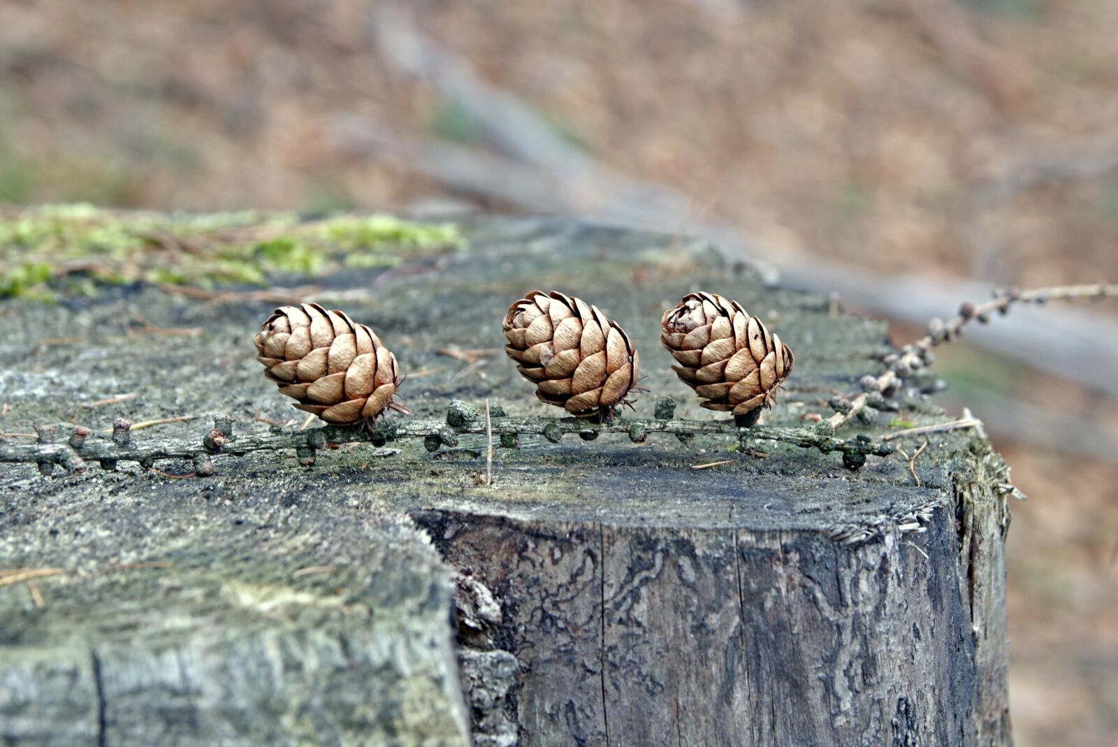 Pentax K-S2 sample photo. Cones, conifer, forest photography