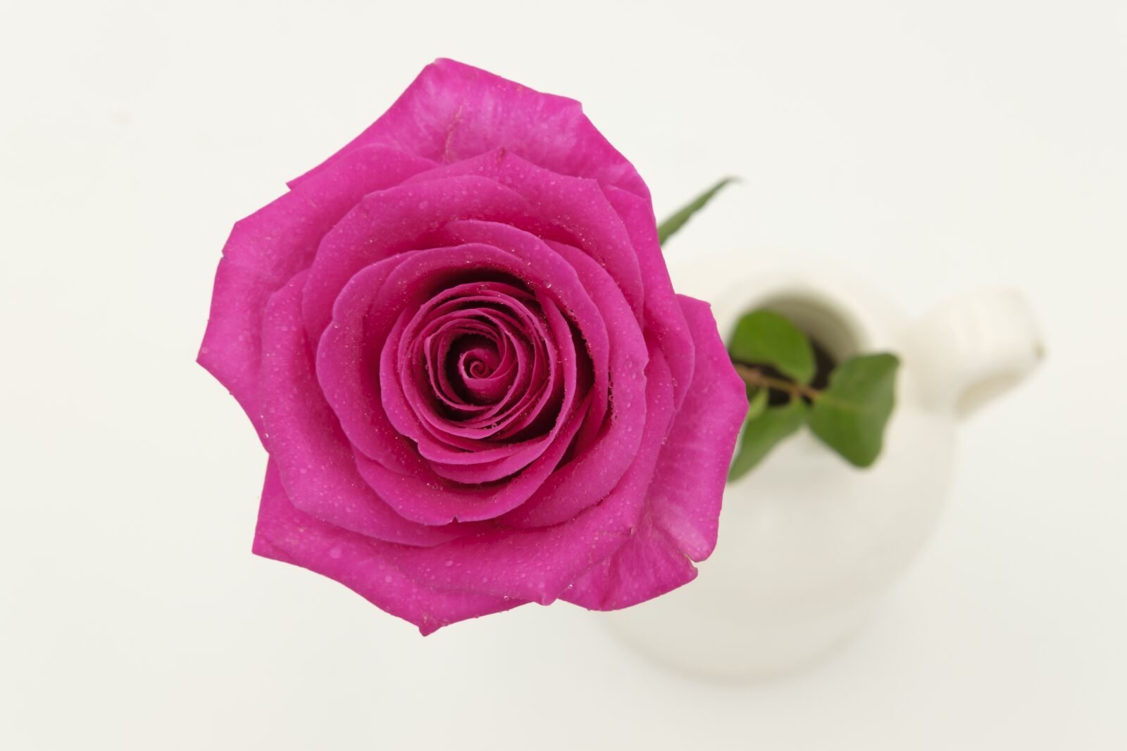 Fujifilm X-T2 + Fujifilm XF 35mm F2 R WR sample photo. Rose, rose bloom, blossom photography