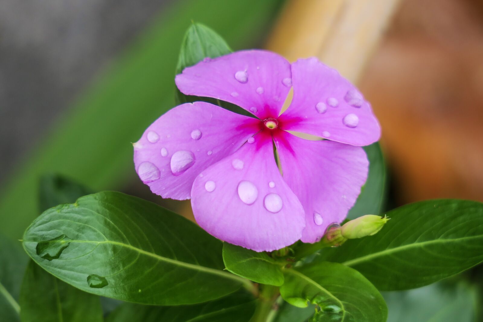 Canon PowerShot G3 X sample photo. Periwinkle, flower, nature photography