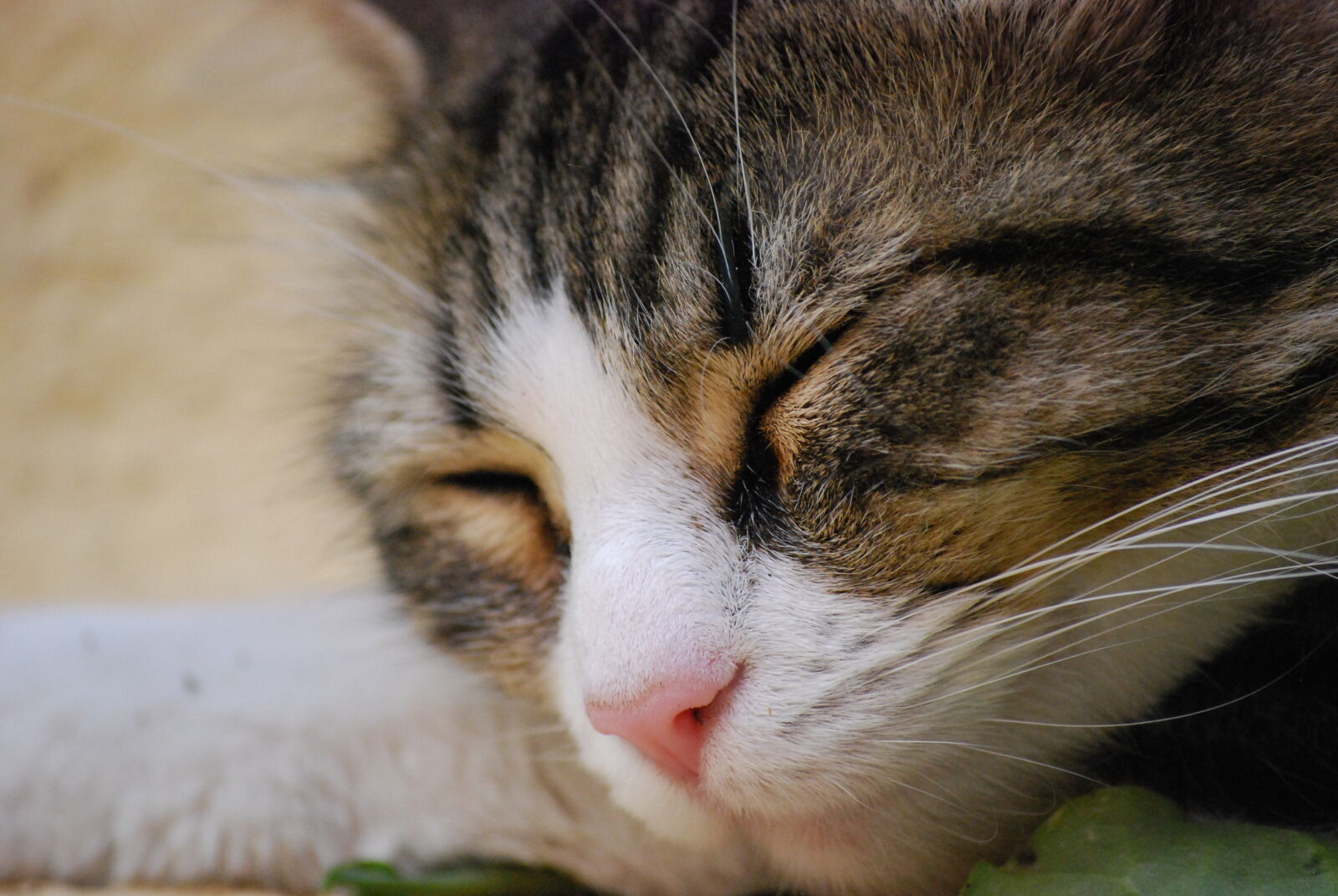 Nikon D40X sample photo