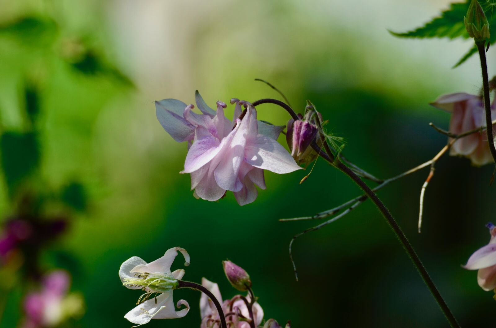 Nikon D5100 sample photo. Flower, blossom, bloom photography