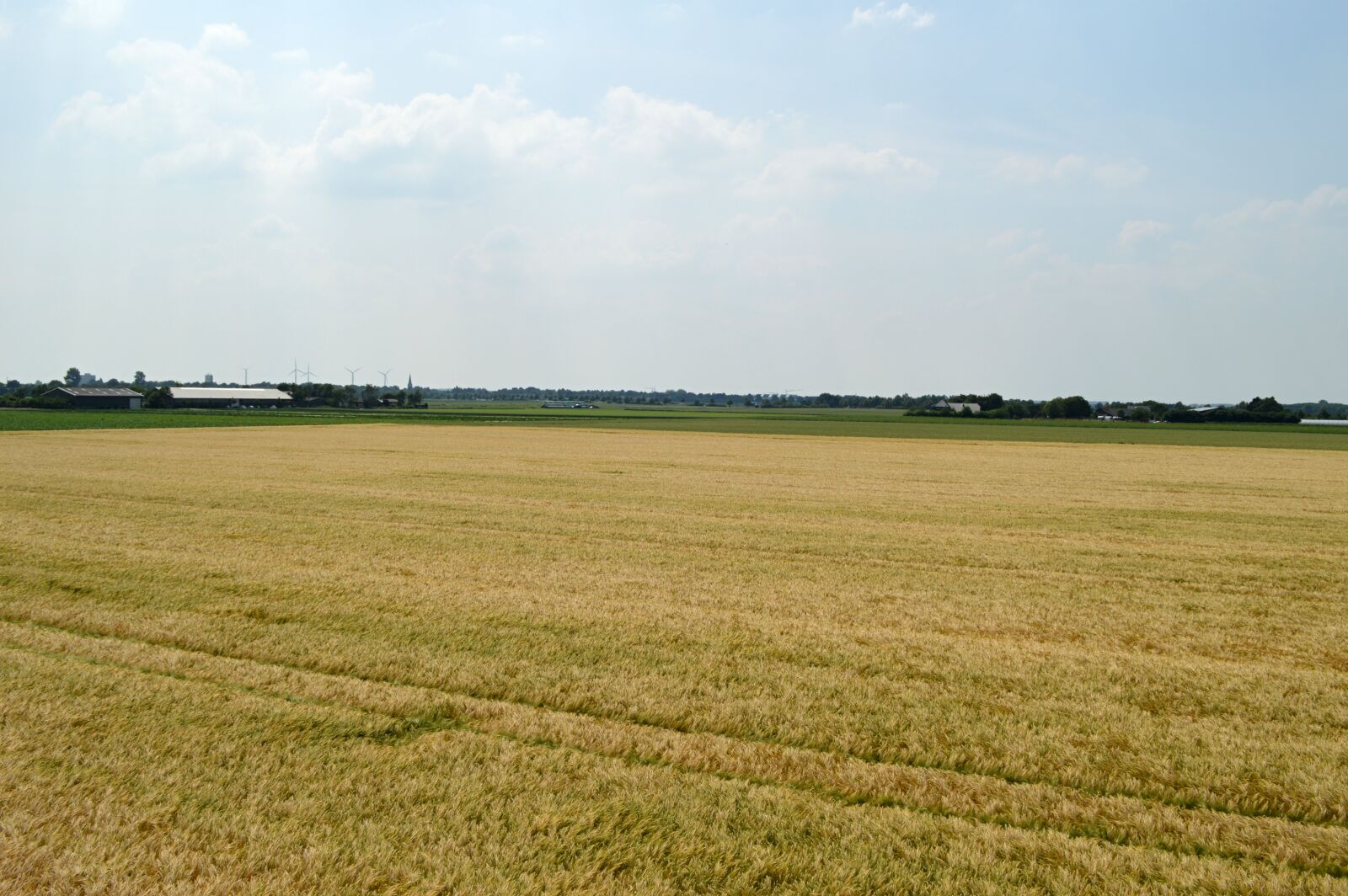 Nikon D3200 sample photo. Field, cereals, summer photography