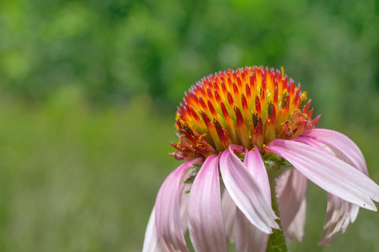 Sony a7 II + Sony FE 50mm F1.8 sample photo. Green, flower, nature photography