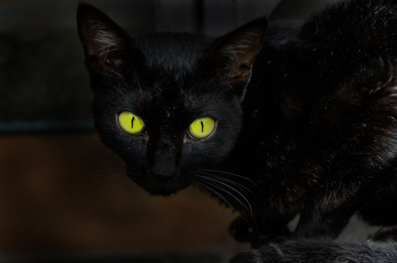 Nikon D7000 sample photo. Cat, eyes, animal photography
