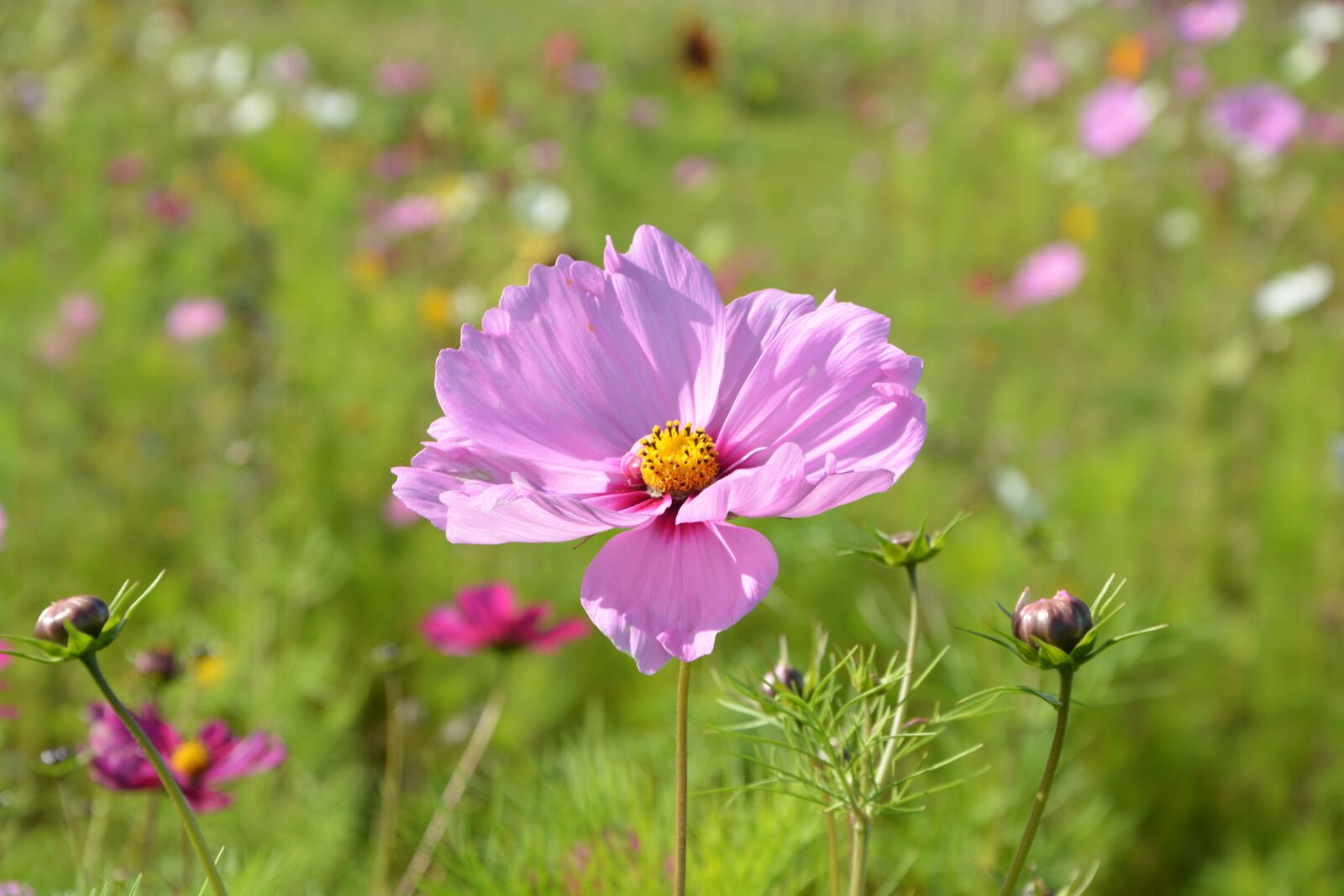 Nikon D5200 sample photo. Pink flower purple, corner photography