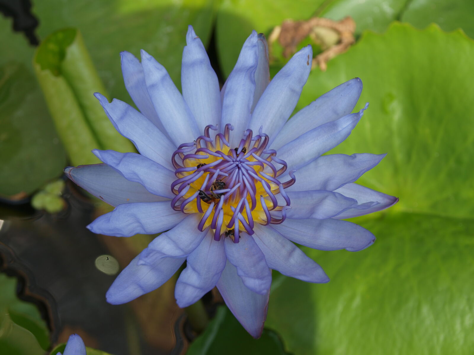 Olympus Zuiko Digital ED 14-42mm F3.5-5.6 sample photo. Blue, flower, flower, flowers photography