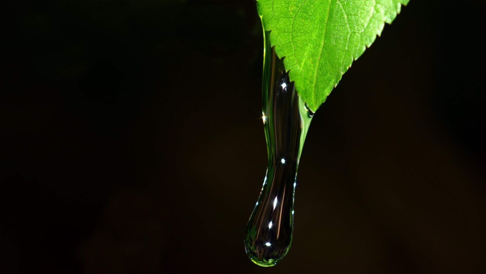 Nikon D3300 sample photo. Leaf, water, rain drop photography