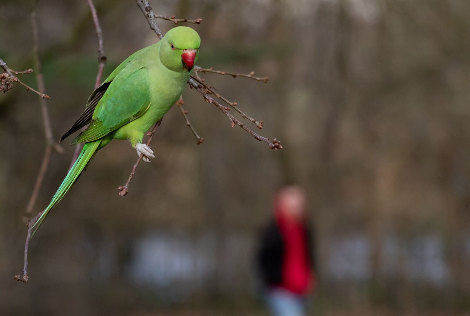 Canon EOS 7D Mark II + Canon EF 70-200mm F4L USM sample photo. Ring-necked parakeet in park photography